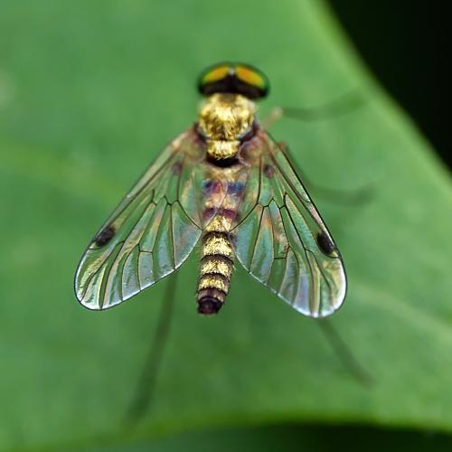 Réf. 305 543 : Chrysopilus asiliformis